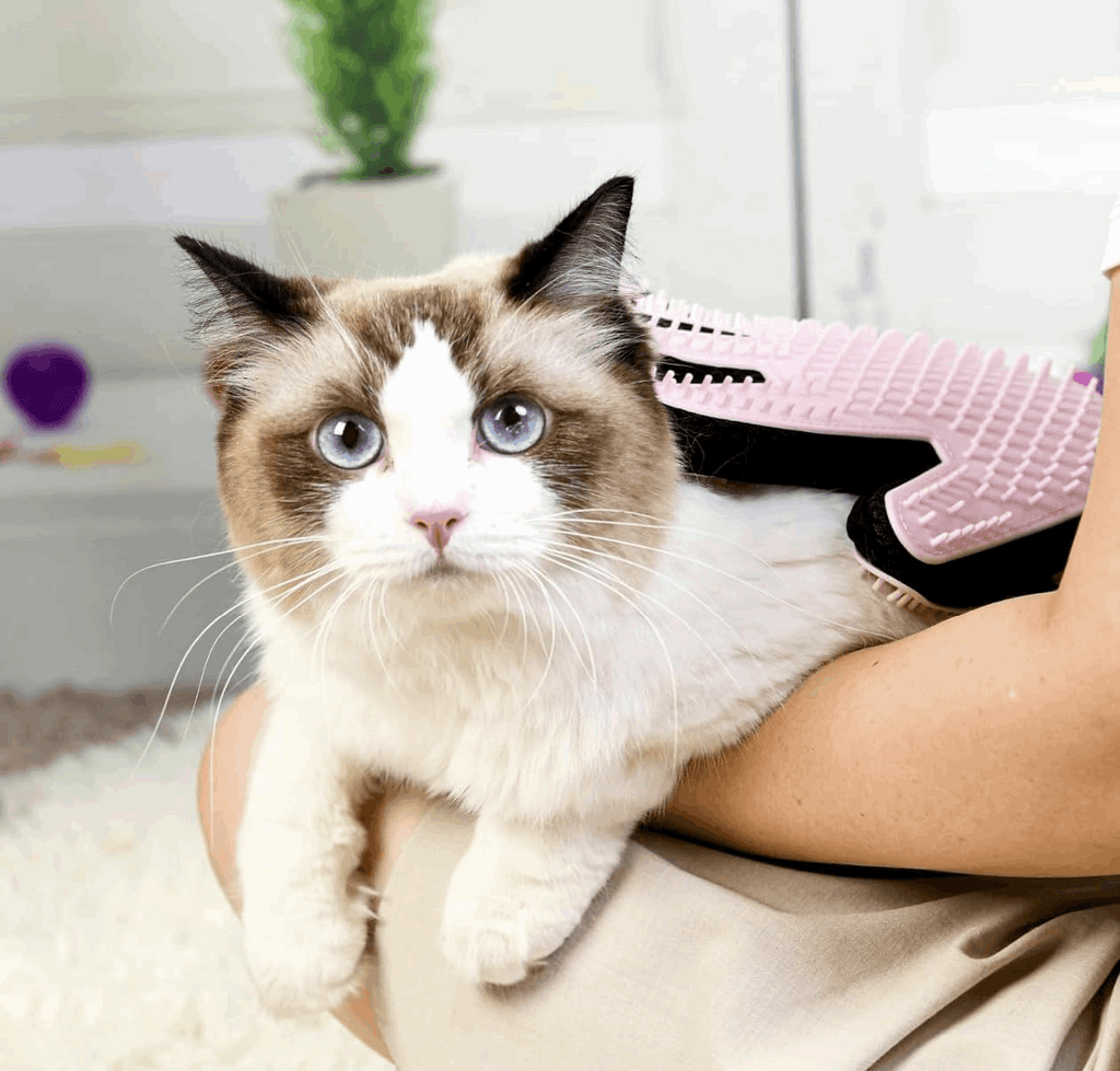 Cat being held by a person with a pink brush in a home setting