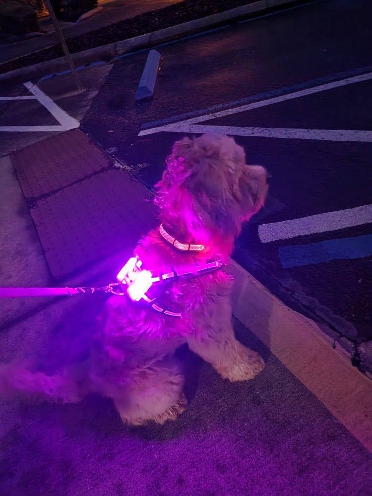 LED Dog Harness