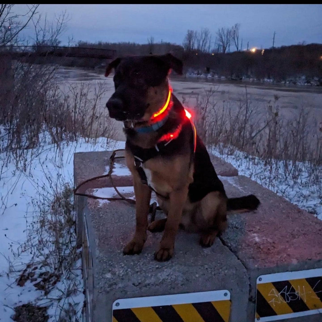 LED Dog Harness