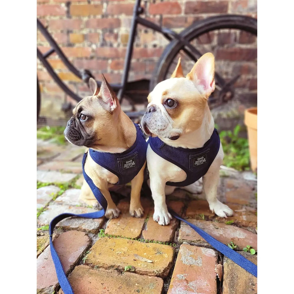 The Runway Harness - City Denim