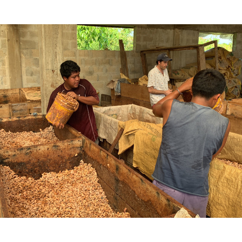 Workers fermenting cacao at Maya Mountain Cacao in Belize, moving wooden boxes and buckets of cacao beans