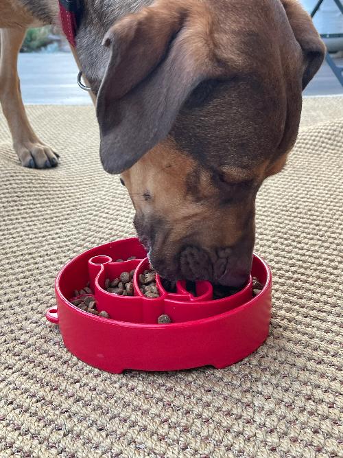 Santa Christmas eBowl Deep Slow Feeder Dog Bowl