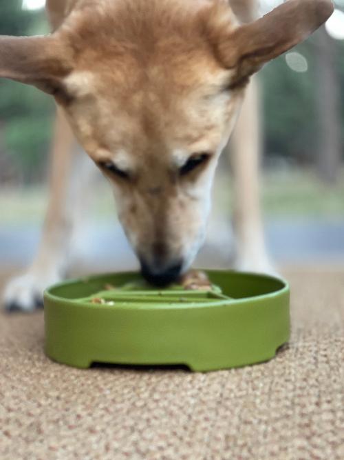 Pine Tree Christmas eBowl Deep Slow Feeder Dog Bowl