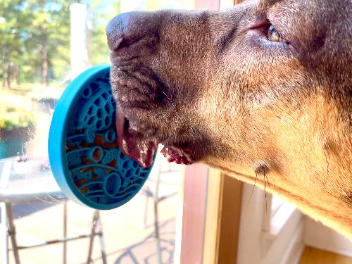 Turtle eMat-Mini Lick Mat with Suction Cups - Small Dogs & Cats