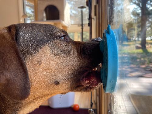 Turtle eMat-Mini Lick Mat with Suction Cups - Small Dogs & Cats