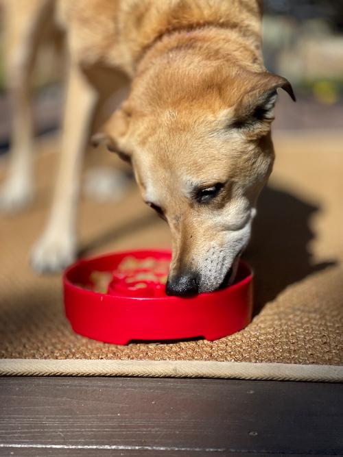 Santa Christmas eBowl Deep Slow Feeder Dog Bowl