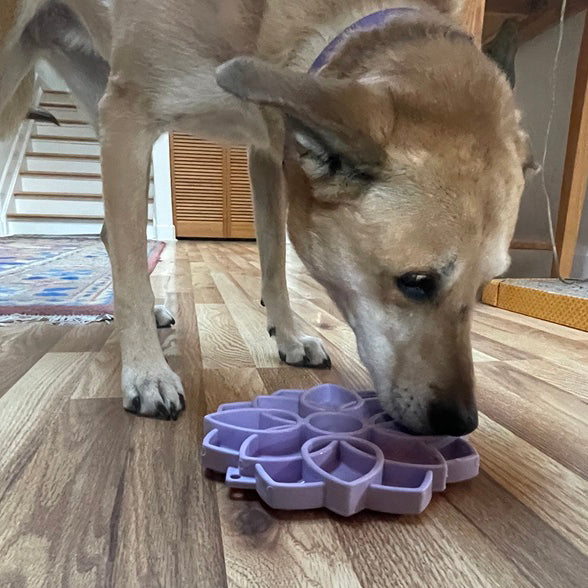 Mandala Softie eTray Shallow Slow Feeder Dog Bowl with Suction Cups