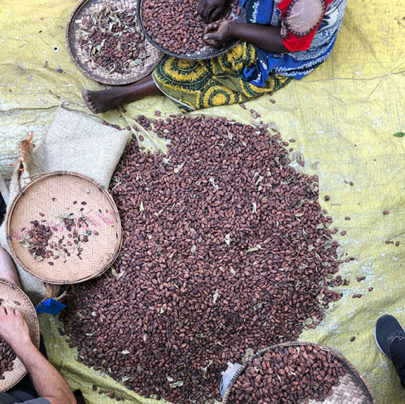 Person sorting dried beans on a large yellow cloth