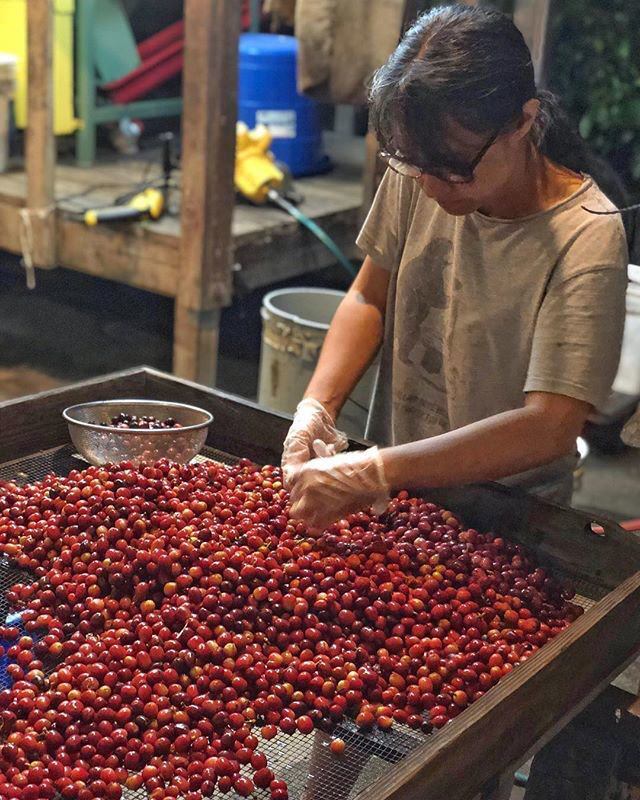 Person sorting red coffee beans on a table with a blurred background