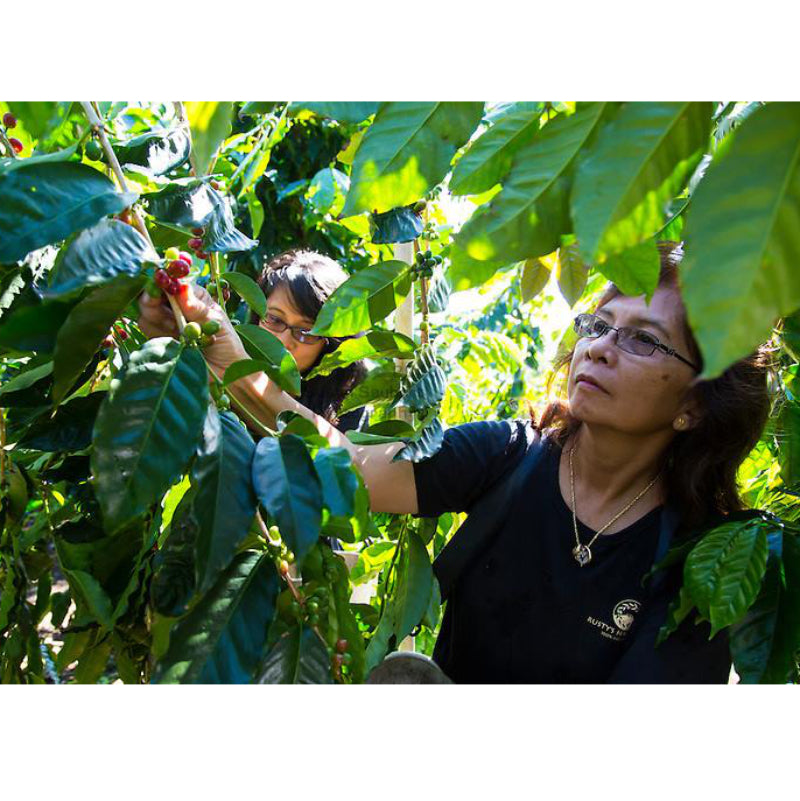 Two people inspecting coffee cherries on a tree in a coffee plantation.