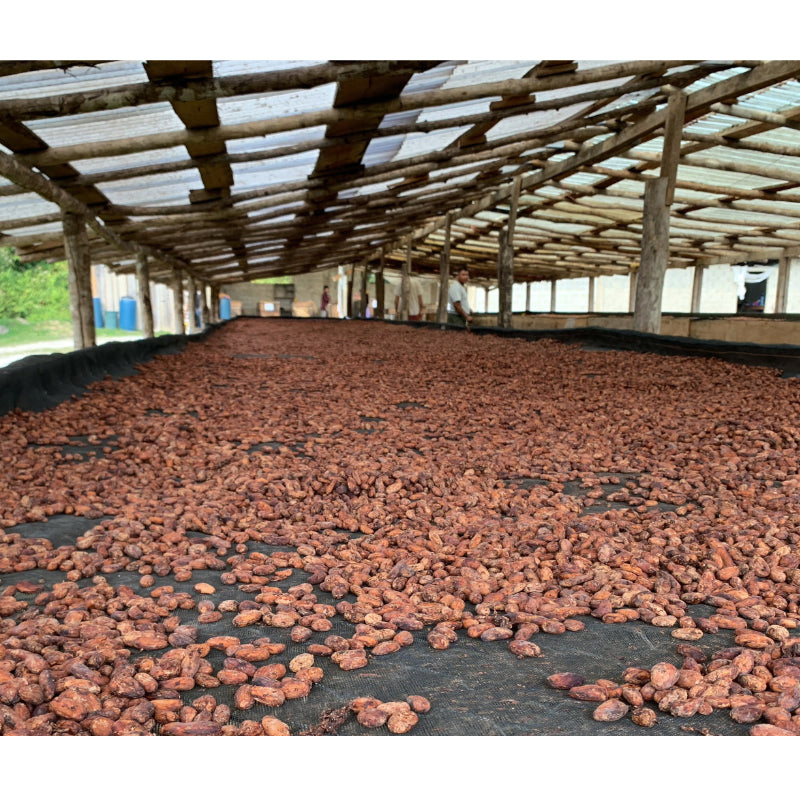 Drying of cocoa beans under a roofed structure