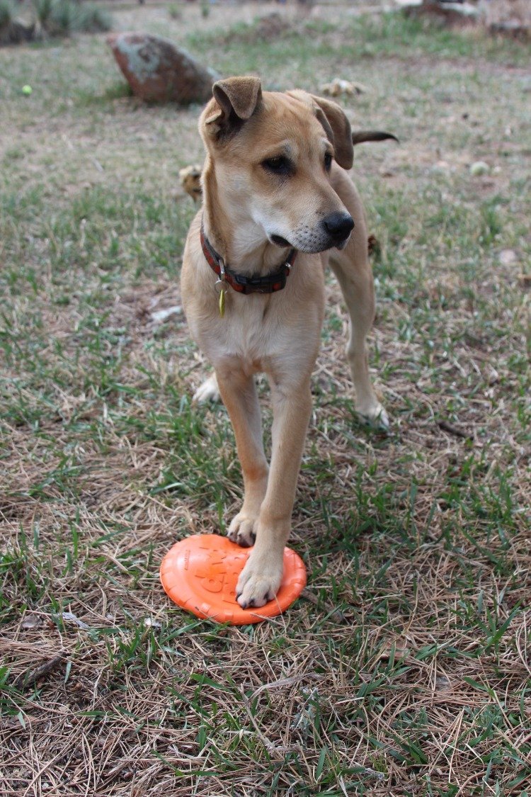 Bottle Top Flyer Rubber Frisbee for Dogs