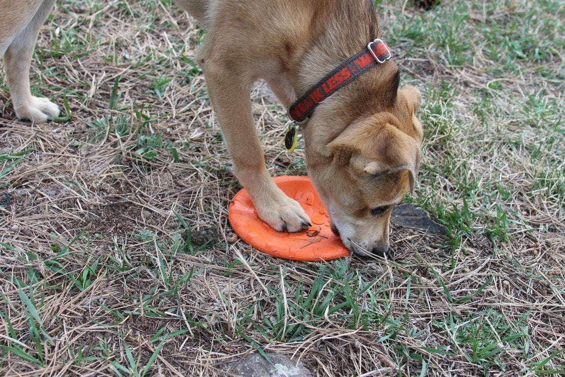 Bottle Top Flyer Rubber Frisbee for Dogs